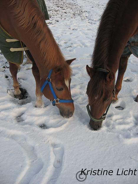 Anden særlig race Donna (SOLGT) ;( - donna og marjolein som ejes af Kristine licht (: foto: Kristine licht . billede 9