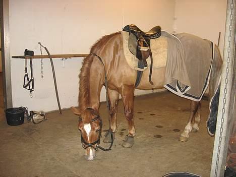 Anden særlig race Donna (SOLGT) ;( - ´ mmh´ der var lidt korn (; ´ billede 10