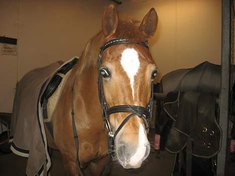 Anden særlig race Donna (SOLGT) ;( - Så skal der rides (: billede 12