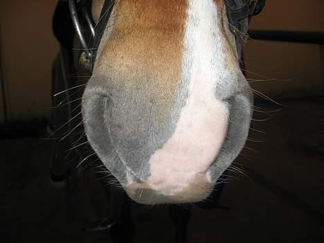 Anden særlig race Donna (SOLGT) ;( - - the mule xb billede 13