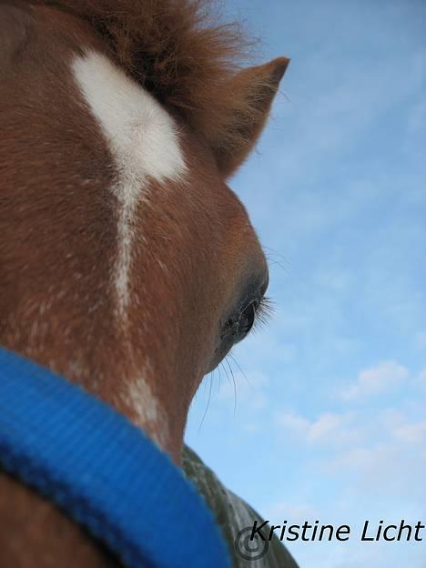 Anden særlig race Donna (SOLGT) ;( - donnas´ øje (: foto: Kristine licht herinde fra :b billede 14