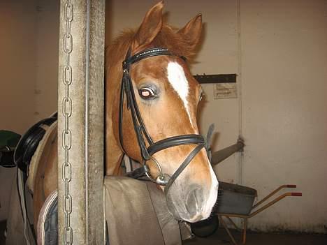 Anden særlig race Donna (SOLGT) ;( - Kigger over metal´dimsen xb billede 15