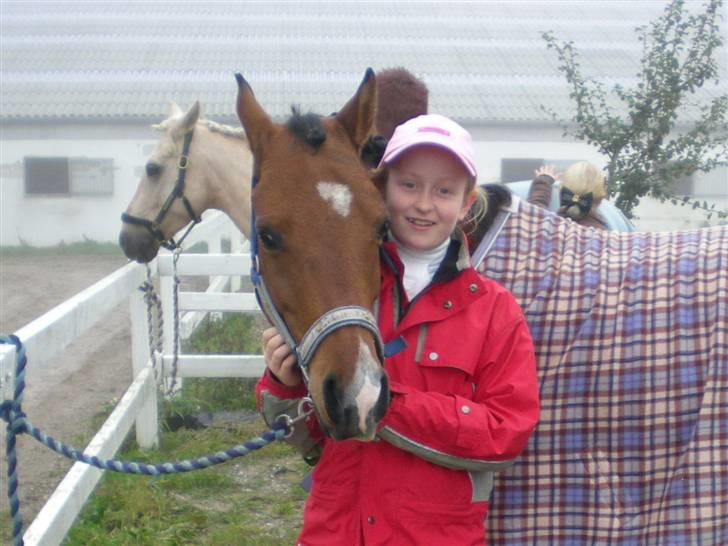 Welsh Pony (sec B) Chico "SOLGT" - Er han ik bare dejlig???? billede 15