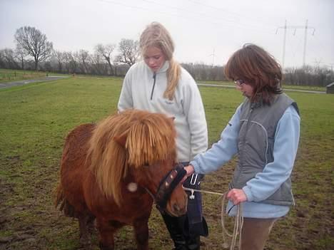 Shetlænder Hugo (morsters)  - HVAD LAVER I NUUUUUU? billede 12
