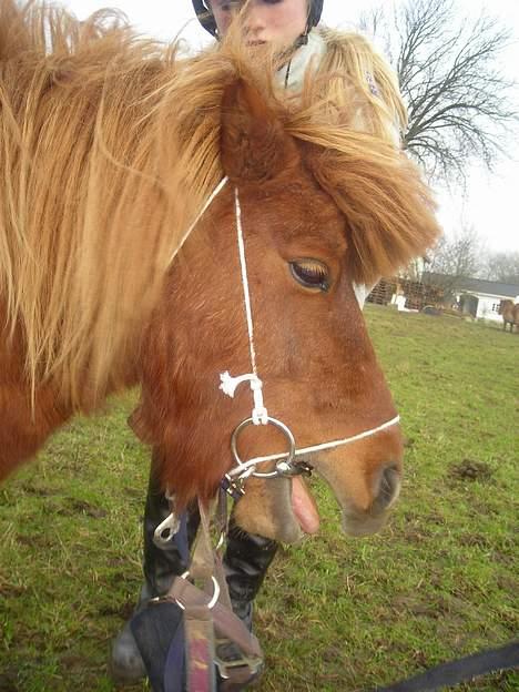 Shetlænder Hugo (morsters)  - JEG GIVER OP. I FIK MIG ØV billede 13
