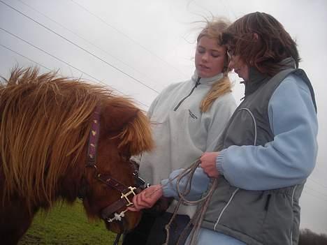 Shetlænder Hugo (morsters)  - hvadnår går i? billede 14