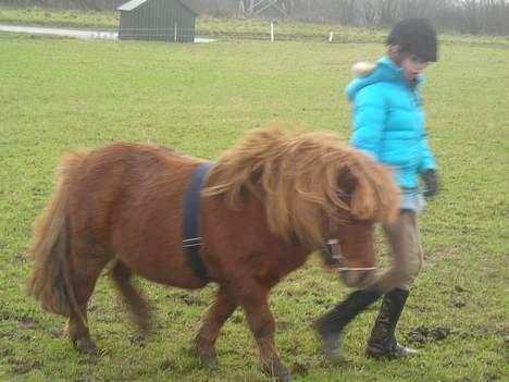 Shetlænder Hugo (morsters)  - Ja det var ikke mig der skulle gå det var jer. billede 15