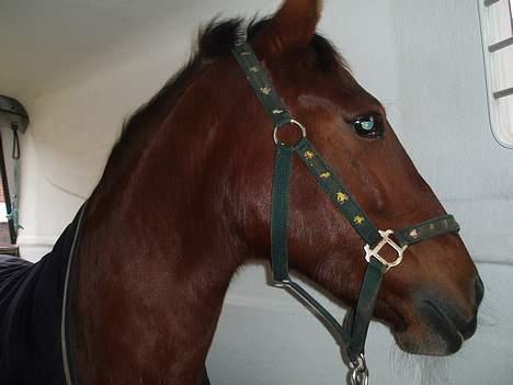 Oldenborg Sille - Øv skal vi ud og køre nu. billede 14