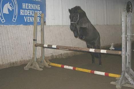Islænder Fjölvi fra Baunsgaard - 18. her springer han 90 cm (:  billede 18
