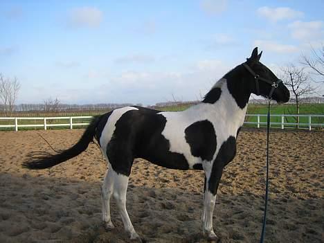 Pinto  Pinkas<3 Solgt - arh, skraldespanden væltede... den er jeg altså ikk så glad for :p billede 7