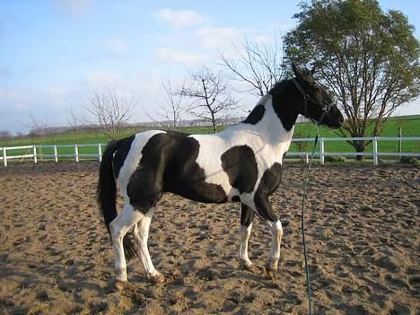 Pinto  Pinkas<3 Solgt - hvor er jeg fin pruuh billede 8