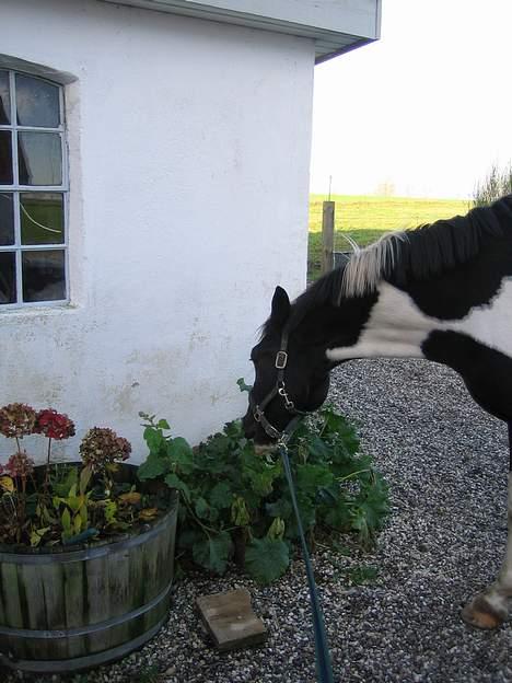 Pinto  Pinkas<3 Solgt - hi hi dorthes blomster... upsi ;p billede 10