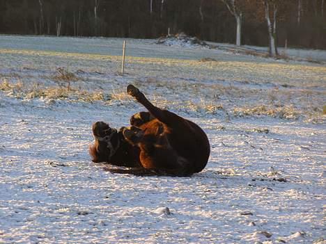 Shetlænder Sorte<3 - SNE !<3  foto: mig billede 13