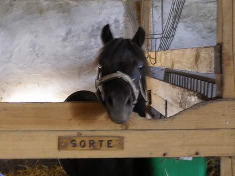 Shetlænder Sorte<3 - Ren og fin !<2 foto:mig billede 14