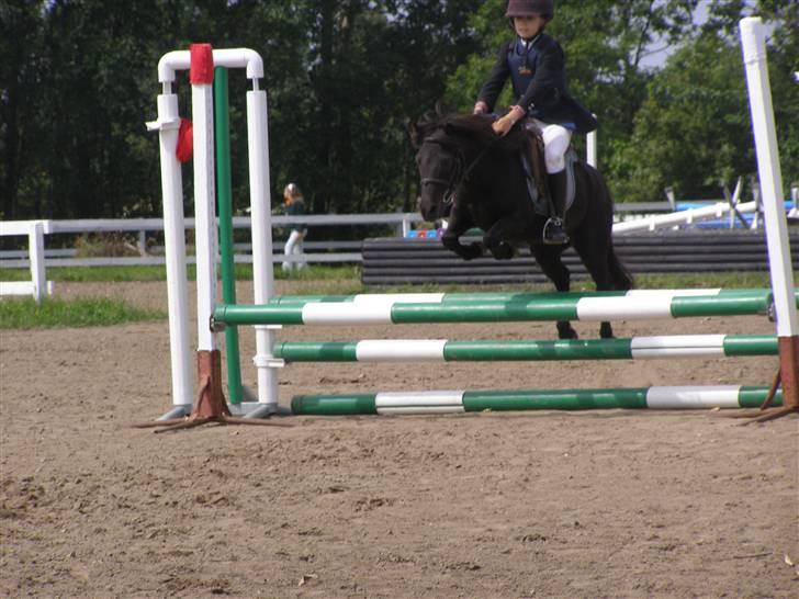 Shetlænder Sorte<3 - 60cm, blev meget fræk efter dette spring og løb ud far banen ! billede 15