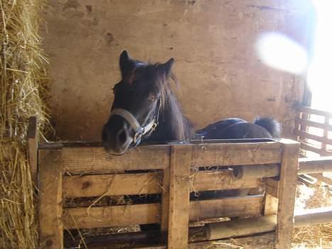 Shetlænder Sorte<3 - Heey smukke pi´ der er noget jeg må sig diig<3 ! jeg er lækkre end diig<3 foto: mig billede 16