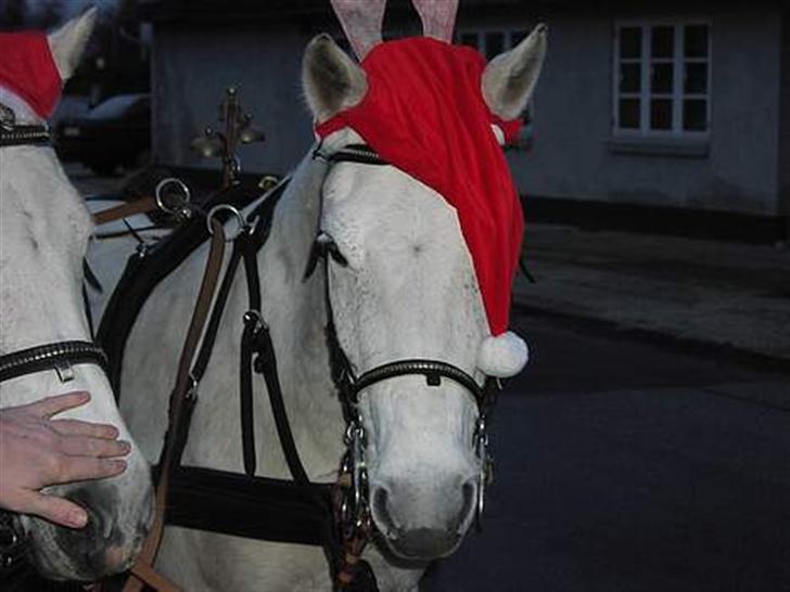 DSP Snorgårdens Molly Malone  - Molly foran "julemandens kane" !  d. 3/12 2006 <3  billede 3