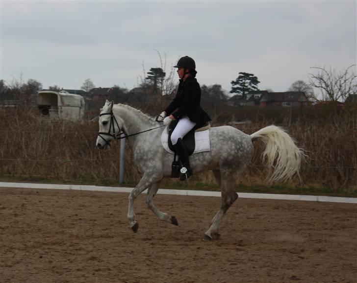 Arabisk fuldblod (OX) El Dominus - Lidt foran lod, og en forfærdelig opstilling af mig! billede 12