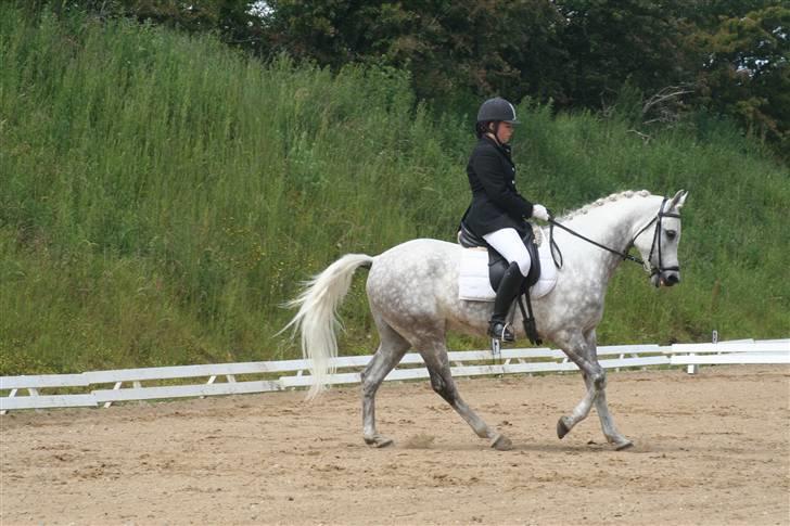 Arabisk fuldblod (OX) El Dominus - Stævne i SRR. Her i en LB2 . billede 14