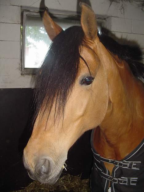 DSP Luna Nizzers - Lunapigen <3 billede 1