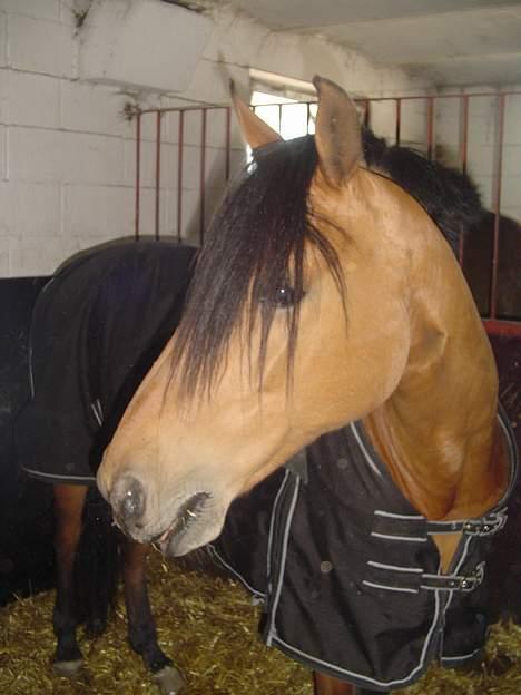 DSP Luna Nizzers - smukke Luna Luna <33 billede 2