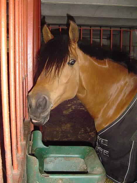 DSP Luna Nizzers - Skal du være fræk ;b billede 3