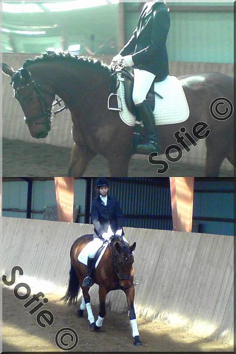 Anden særlig race »Rasmine af Krægpøth« DØD - 16 l Rasmine til stævne i LØRI  billede 16