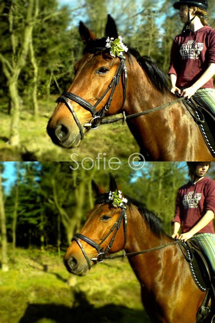 Anden særlig race »Rasmine af Krægpøth« DØD - 18 l Søde rasmine, fra vores sidste tur i skoven, fra maj 2007.  billede 18