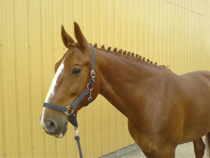 Anden særlig race Sheik (Solgt) - Her tager vi lige en kigger ;b billede 1