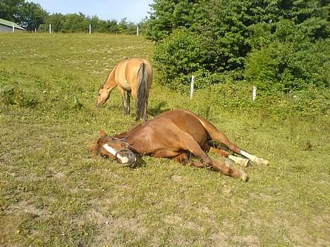 Anden særlig race Sheik (Solgt) - her er man da lige lidt træt billede 2