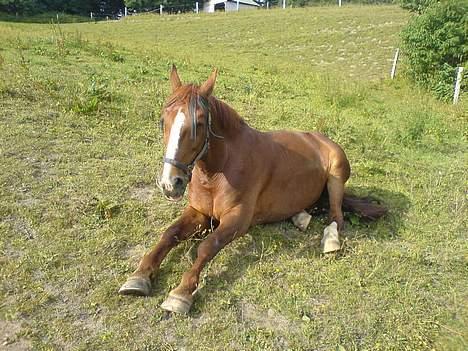 Anden særlig race Sheik (Solgt) - Overvejer at rejse sig ;b billede 3