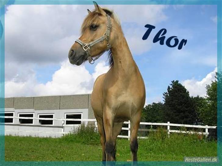 Anden særlig race Thor<3 Putti  - hej og velkommen til thor/puttis profil du må meget gerne gi en komentar og en bedømmelse  billede 1