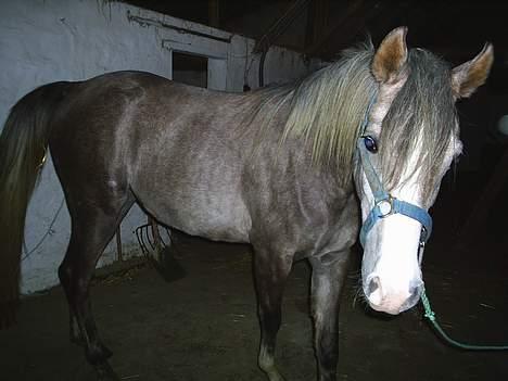 Arabisk fuldblod (OX) Easy . <3 miss u. (Solgt) billede 8