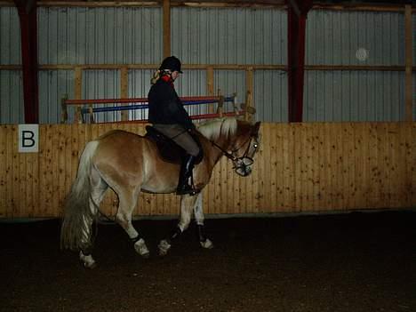Anden særlig race Zafir - det samme her. billede 2