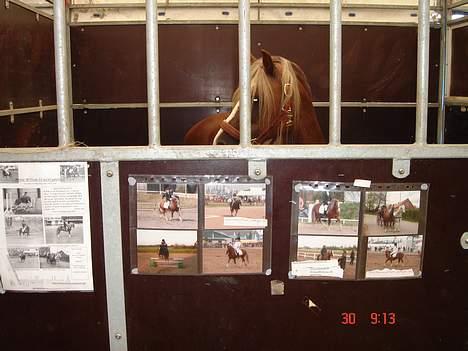 Welsh Pony af Cob-type (sec C) Menai William (RIP) - Showboks i Herning  billede 2