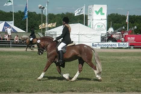 Welsh Pony af Cob-type (sec C) Menai William (RIP) - Engelsk Ridestil billede 3
