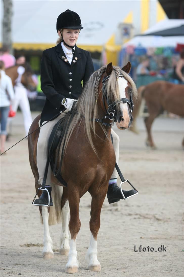 Welsh Pony af Cob-type (sec C) Menai William (RIP) - William. Opvisning  billede 4