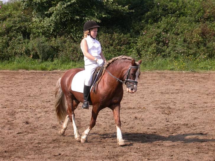 Welsh Pony af Cob-type (sec C) Menai William (RIP) - Skanderborg dressur billede 6