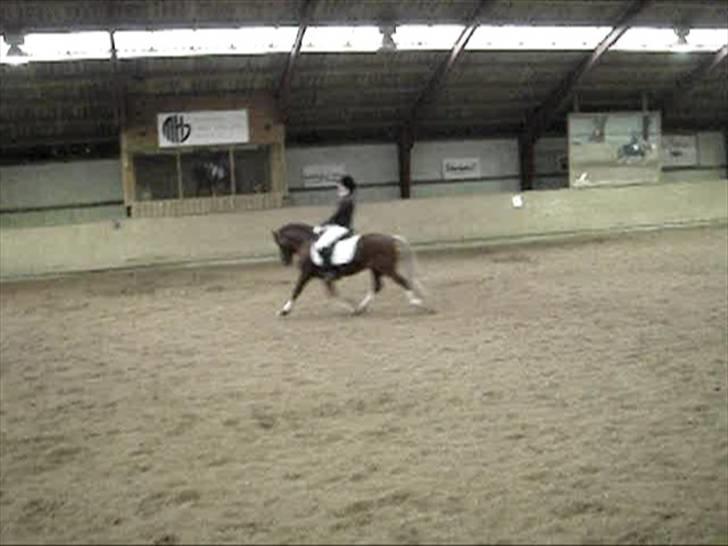 Welsh Pony af Cob-type (sec C) Menai William (RIP) - til stævne 2008 (taget fra video) billede 7