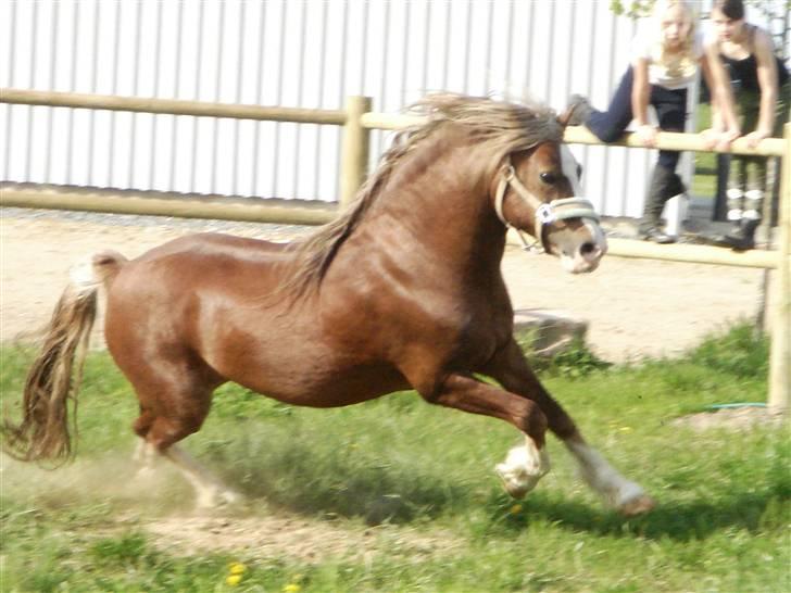 Welsh Pony af Cob-type (sec C) Menai William (RIP) - William er blevet fotomodel for ridersport!  billede 8