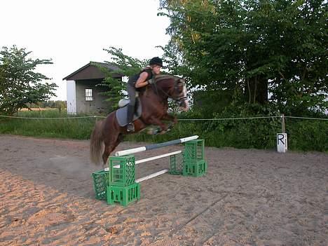 Welsh Pony af Cob-type (sec C) Menai William (RIP) - Vi træner spring. William er B-pony i spring :)  billede 9