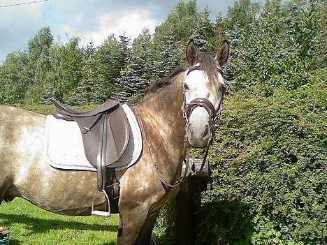 Welsh Pony af Cob-type (sec C) Stauslykke Vincent billede 1