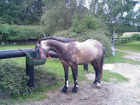 Welsh Pony af Cob-type (sec C) Stauslykke Vincent billede 2