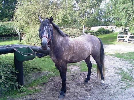 Welsh Pony af Cob-type (sec C) Stauslykke Vincent billede 3