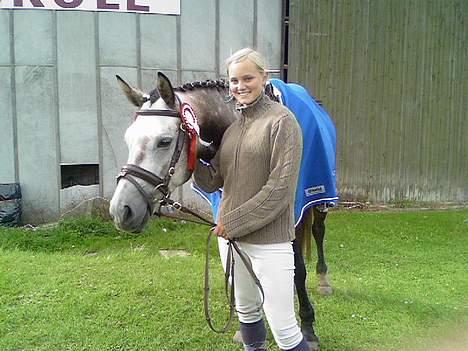 Welsh Pony af Cob-type (sec C) Stauslykke Vincent billede 4