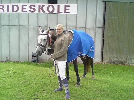 Welsh Pony af Cob-type (sec C) Stauslykke Vincent billede 5