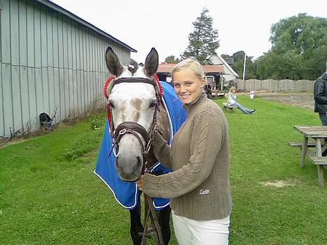 Welsh Pony af Cob-type (sec C) Stauslykke Vincent billede 6