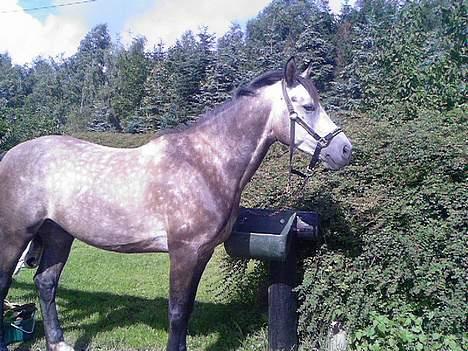 Welsh Pony af Cob-type (sec C) Stauslykke Vincent billede 8