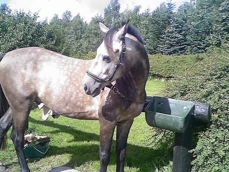 Welsh Pony af Cob-type (sec C) Stauslykke Vincent billede 9