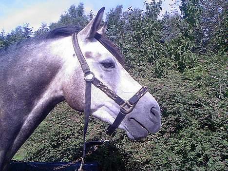 Welsh Pony af Cob-type (sec C) Stauslykke Vincent billede 10